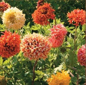 Gaillardia pulchella 'Razzledazzle' Blanket Flower Hardy Annual Easy to Grow Your Own Garden Flower Plants 1x Pack (Approx. 100 Seeds) by Thompson and Morgan