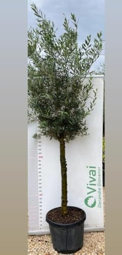 ALBERO DI ULIVO 'OLEA EUROPAEA ORNAMENTALE' IN VASO 50