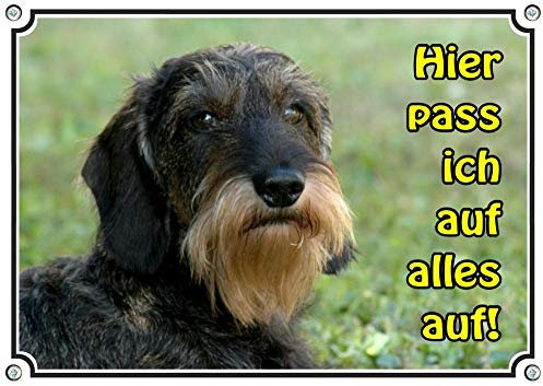 Petsigns Rauhaar Dackel - Hundeschild - Warnschild aus Metall - uv-beständig Teckel, DIN A4