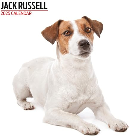 Jack Russell Kalender 2025 Modern