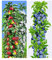 BALDUR Garten Säulen-Obst-Kollektion Apfel & Zwetschgen, 2 Pflanzen Apfelbaum + Zwetschenbaum, winterhart, platzsparende Säulen für kleine Gärten, Balkone & Terrassen, Prunus domestica,Malus domestica