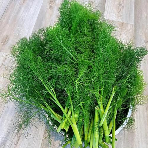 300 pcs Fenchelsamen Bio - bio gemüse, pflanzen samen Fenchelsamen, Fenchelsamen Saatgut, gartengeschenke, hochbeet samen seltene pflanzen samen bio alte gemüsesorten samen, kräutergarten