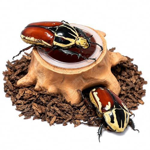 CASOME Beetle Jelly Holder, Tree Stump Feeding Dish for Beetles, Insect Jelly Cup Feeder, Natural Habitat Style Feeding Station for Pet Insects