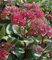 100 Sedum Graines empereurs Graines Vague