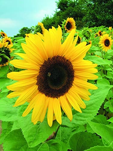 Suttons Sunflower Seeds Giant Yellow, Sun Flower Seed, Helianthus, Ideal for beds and Borders, 50 Seeds per Pack