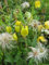Clematis orientalis Orange Peel (60-100 cm) - Waldrebe/Klematis