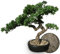 Permaplants Künstlicher Bonsai-Baum, 40,6 cm hoch, mit realistischem Holz und Keramiktopf, künstliche Pflanzen, Wacholder, Kiefer, Zen, Kunstpflanzen für Zuhause, Schlafzimmer, Büro, Badezimmer,