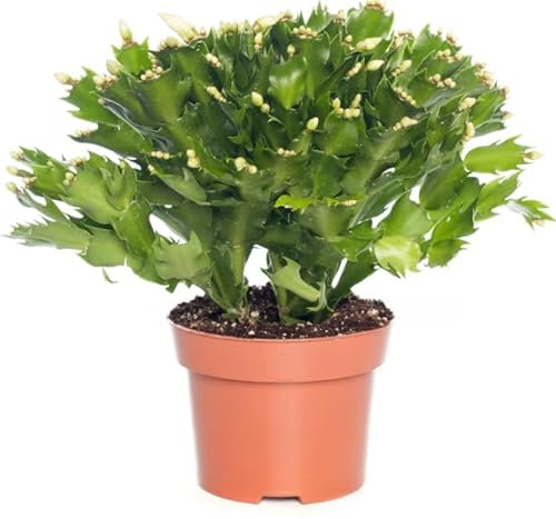 Cactus de Pascua Planta con Flores de Colores y Resistente