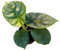 Alocasia Drago d'argento - 10cm - Ø6cm - Pianta d'appartamento