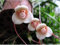 Blumentöpfe Pflanzer Schöne Affe Gesicht Orchideen Samen Mehrere Sorten Bonsai Pflanzen Samen für 20 Samen
