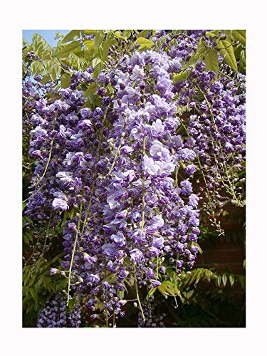 Chinese Wisteria sinensis, 10-20cm Tall, Strong, Lush Starter Plant in a 7/8cm Pot Hardy Climber Violet Flowers