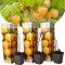 Plant in a Box - Rubus idaeus 'Fallgold' - Giallo - Set di 3 - Vaso 9cm - Altezza 25-40cm
