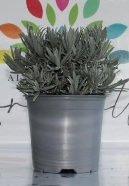 10 Piante di lavanda su vaso cm 14 MODIPITRE