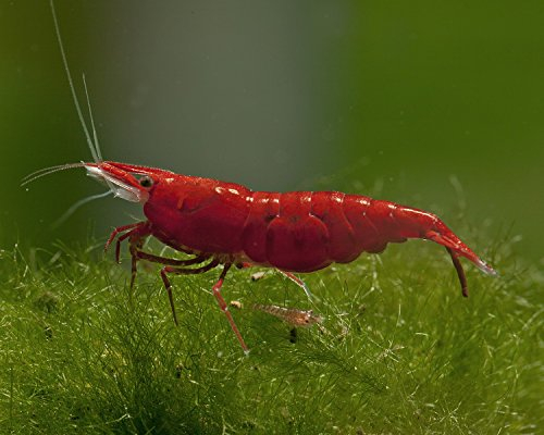 Garnelen Einsteigergarnelen Neocaridina davidi - lebend Zwerggarnelen für das Aquarium - 5er Pack, Farbe rot