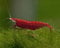 Garnelen Einsteigergarnelen Neocaridina davidi - lebend Zwerggarnelen für das Aquarium - 5er Pack, Farbe rot