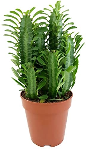 Fangblatt Euphorbia trigona Green - grüne dreikantige Wolfsmilch pflegeleichte Sukkulente ca. 30 cm hoch Zimmerpflanze