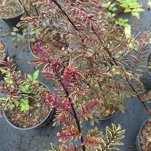 Zanthoxylum simulans Red Leafs - Täuschende Stachelesche - Szechuanpfeffer 30-40
