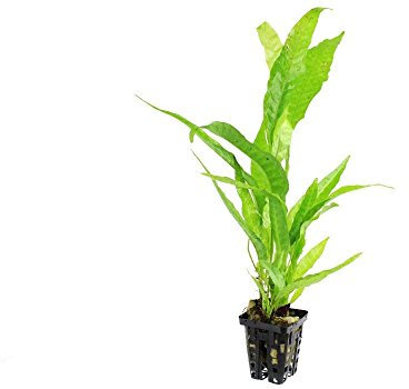 Microsorum Pteropus - Planted Aquarium Plant