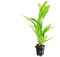 Microsorum Pteropus - Planted Aquarium Plant