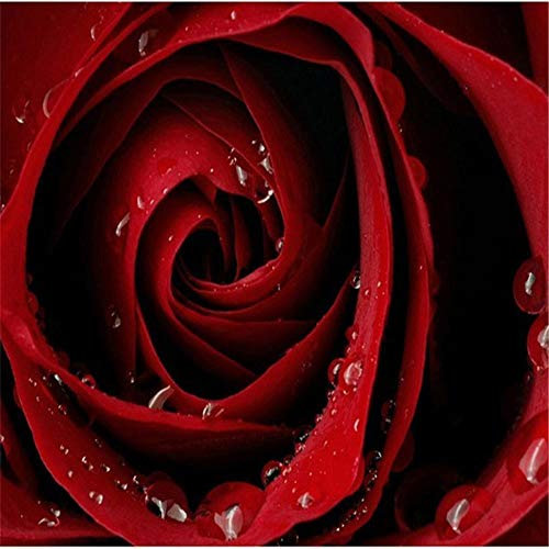 Yingxin34 Puzzle Klassisches 1000 Teile rote Rose Puzzle 26X38cm（10.23 * 14.96inch）