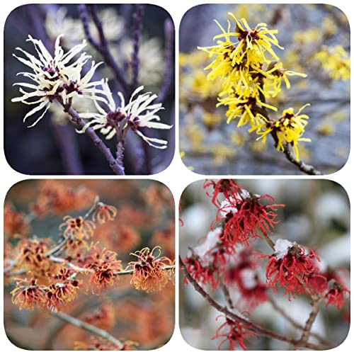 20 Zaubernuss Samen Gartenpflanzen Winterhart MehrjäHrig Balkonpflanzen Zaubernuss Pflanze Balkonblumen Zaubernuss Kaufen Winterharte KüBelpflanzen Blumensamen Gastgeschenk Gartenblumen