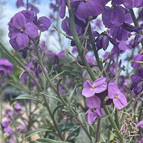 Erysimum 'Bowles' Mauve' / Goldlack 'Bowles Mauve'