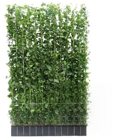 Hedera Hibernica - Edera - siepe pronta - 150 cm