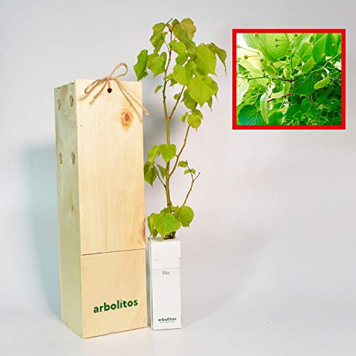 Lindenbaum aus Holland | Geschätzter Baum für Baumreihen | 30 cm hoher Jungwuchs Erhalten in einer wiederverwendbaren Holzkiste | 1 Einheit