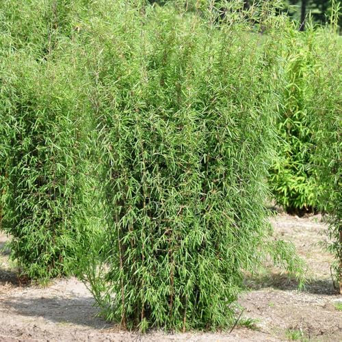 Bambus, Fargesia 'Jiuzhaigou 1', Höhe 80-100 cm, Topf 7,5 Liter, 2 Pflanzen