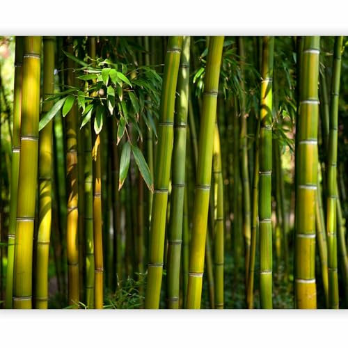 murando - Fototapete Premium-Vlies Bambus 100x77cm Foto Tapete Schlafzimmer Wohnzimmer Vliestapete XXL Wandtapete Motivtapeten Bildtapete 3d Effekt Wand Dekoration Flur Natur botanik Pflanze 100403-10