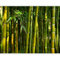 murando - Fototapete Premium-Vlies Bambus 100x77cm Foto Tapete Schlafzimmer Wohnzimmer Vliestapete XXL Wandtapete Motivtapeten Bildtapete 3d Effekt Wand Dekoration Flur Natur botanik Pflanze 100403-10