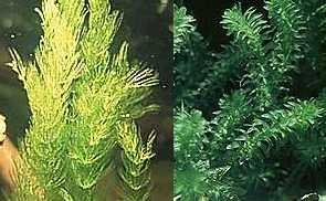 Mühlan - Wasserpflanzenmix XXL für den Gartenteich, 5 Sorten Teichpflanzen, Sauerstoffpflanzen 16 Bund/Portionen