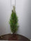 10st. Thuja Brabant 70-100 cm frisch vom Feld Gartenhecke Heckenpflanzen Immergrüner Lebensbaum Wurzelware