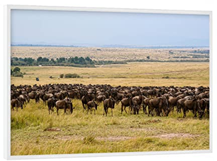 artboxONE Poster mit weißem Rahmen 18x13 cm Natur Gnus in der Masai Mara - Bild GNU GNU Herde