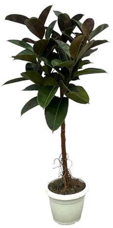 Trendyplants - Ficus Elastica Robusta, albero in gomma, altezza 130-150 cm, dimensioni vaso Ø 32 cm