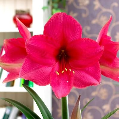 frische neue Amaryllis Blumensamen 100 Stück rosa