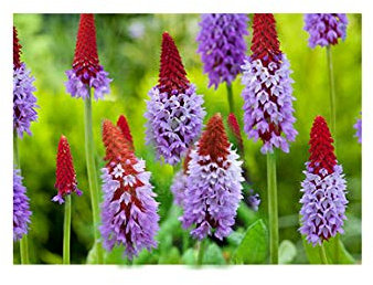 Lincolnshire Pond Plant Ltd - Primula vialii - 9cm Bareroot