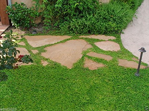 Herniaria Glabra 500 Seeds - Grün Teppich- Bodendeckend, wachsen in armen Boden und Kies