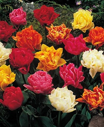 100 Gefüllte gemischte Tulpenzwiebeln Blumenzwiebeln Tulpen