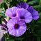 TOYHEART 100 Stück Premium Blumensamen, Blumensamen Morning Glory Desktop Ornamente Lila Blumentopf Bonsai Blumensamen Für Büro Morning Glory Seeds