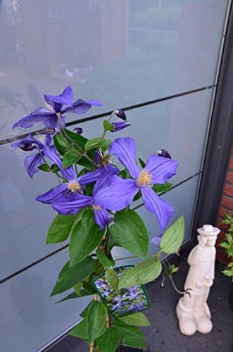 Waldrebe Clematis Dorandii 80 cm hoch im 3 Liter Pflanzcontainer