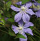 Staudenclematis Arabella 60-80cm - Clematis integrifolia