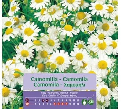 Semillas de Plantas de Manzanilla Dulce (Matricaria Chamomilla) Camomila Dulce