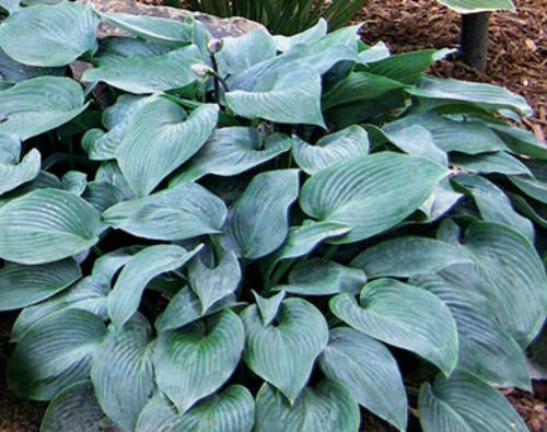 SEMI DI GERMINAZIONE: 1 Blue Cadet - Hosta Root/Pflanze - Ombre Vivace bereit für die Bepflanzung