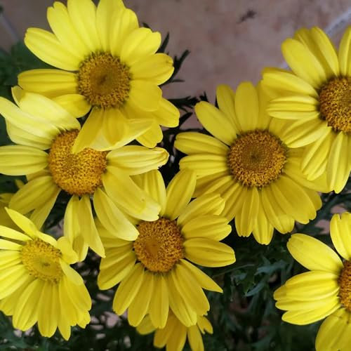 300 Pcs Margeriten Pflanzen Winterhart Samen - Margeriten Deko Samen, Blumen Balkon, Garten Geschenke Für Frauen Wilde Margeriten Samen, Gartendeko Für Draußen, Balkonpflanzen Blumensamen