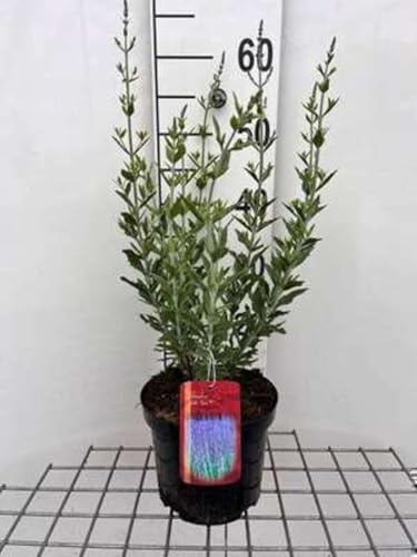 Perovskia atripl. 'Little Spire' - Blauraute 30-40 cm - Container