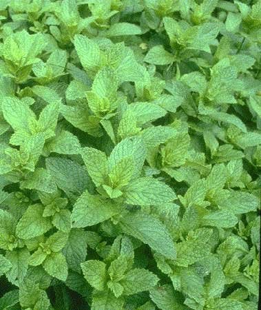 MINT - Mentha piperita - Garden peppermint - 1000 seeds