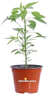 Pianta di Peperoncino Piccante Capiscum diverse varietà pianta ornamentale da esterno peperoncino commestibile da tavola pianta vera venduta da eGarden.store (Diavolicchio Calabrese)