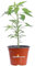 Pianta di Peperoncino Piccante Capiscum diverse varietà pianta ornamentale da esterno peperoncino commestibile da tavola pianta vera venduta da eGarden.store (Diavolicchio Calabrese)