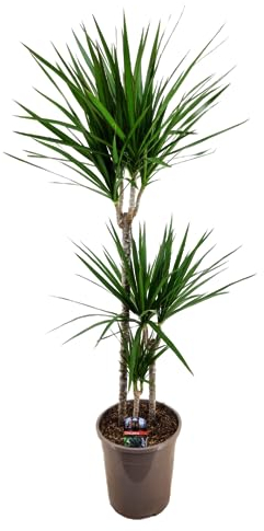 Plant in a Box - Dracaena Marginata XL - Dragonnier - Plante d'intérieur verte - Pot de 24cm - Hauteur de 110-130cm